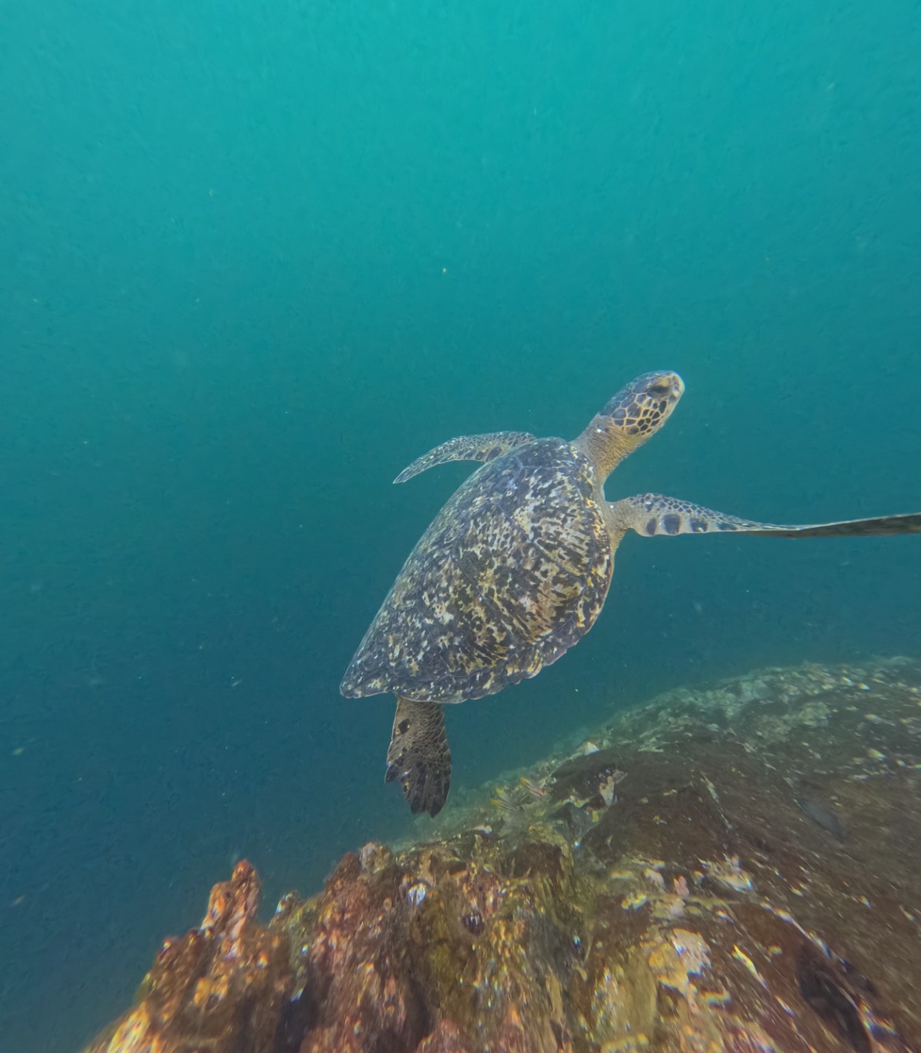 Viaggio Ecuador e Galapagos